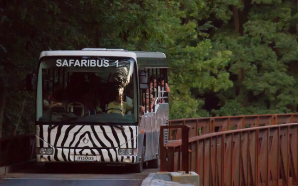 Safaribus
