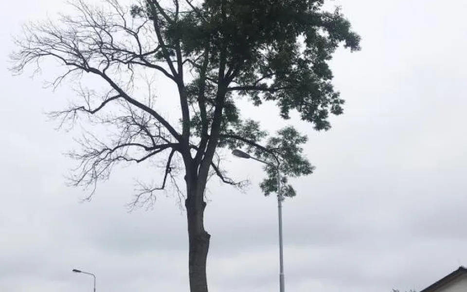 Město Trutnov se chce soudit. Někdo chemikálií ničí jasan v Horním Starém Městě.