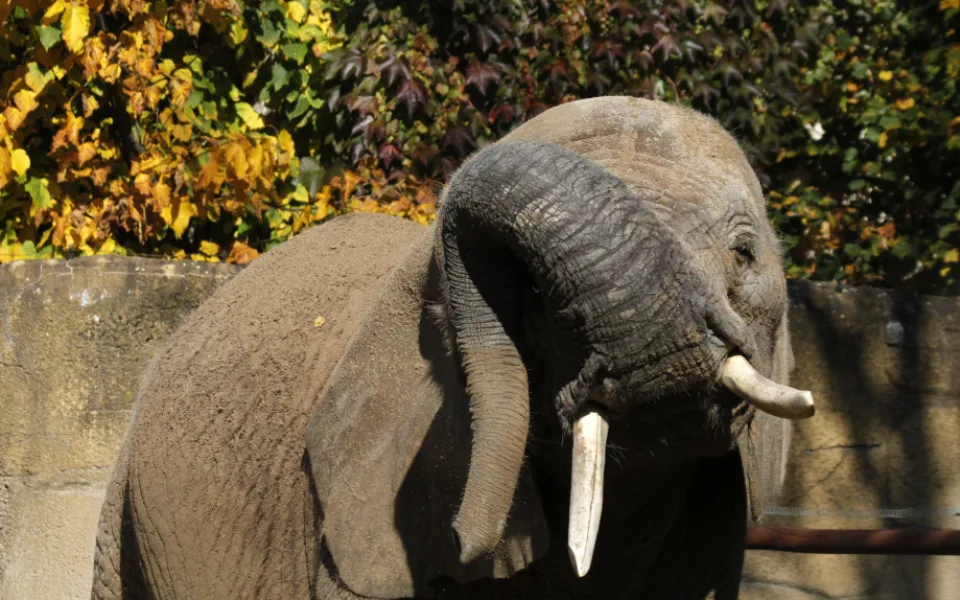 Jedna ze slonic v zoo ve Dvoře Králové nad Labem