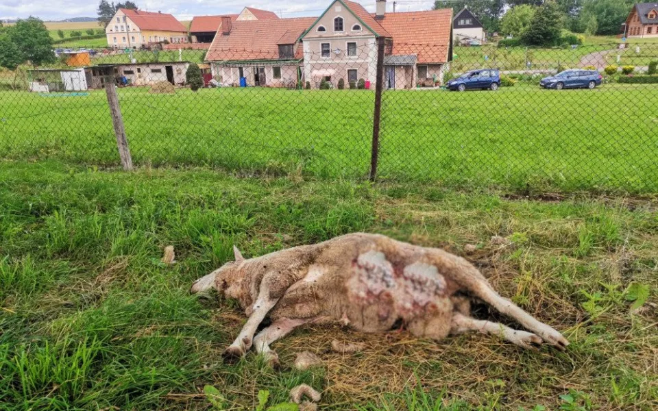 Po padesáti letech chovatel z Broumovska končí. Vlci mu zadávali poslední tři ovce