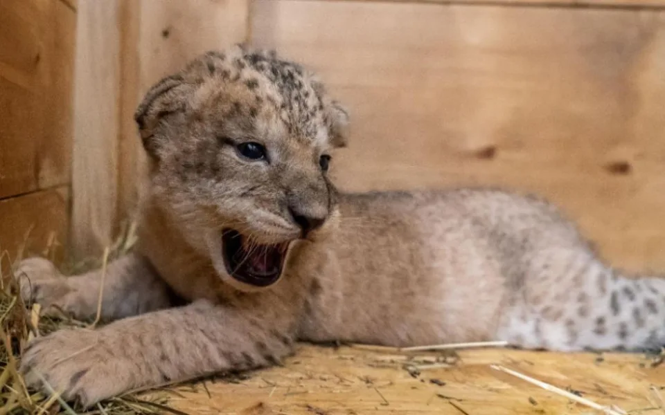 Tři nová lvíčata v Safari Parku ve Dvoře Králové jsou holky. Z porodního boxu jsou už venku