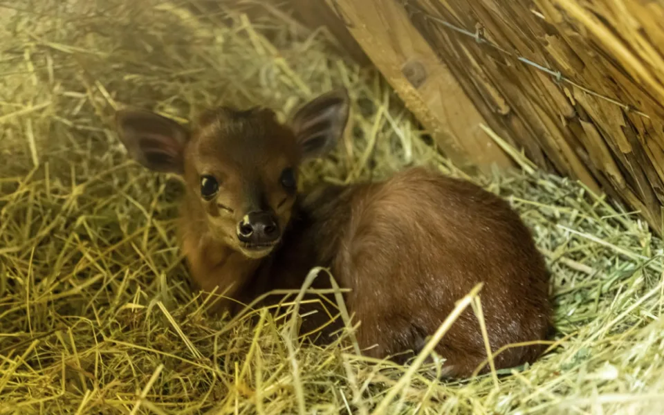 V ZOO Dvůr Králové se narodila vzácná chocholatka červená. Má se čile k světu