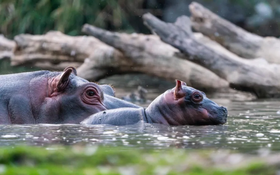 V Safari Parku ve Dvoře se rodí jako na běžícím pásu. Zahrada hlásí další přírůstek