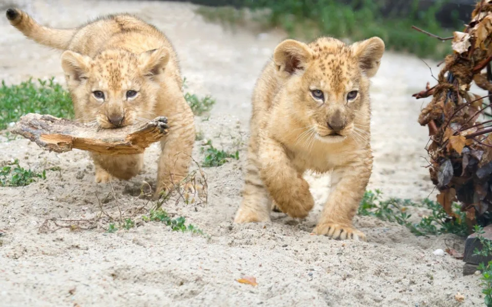 Tři malá lvíčata se dnes poprvé ukázala návštěvníkům. V zoologické zahradě nezůstanou