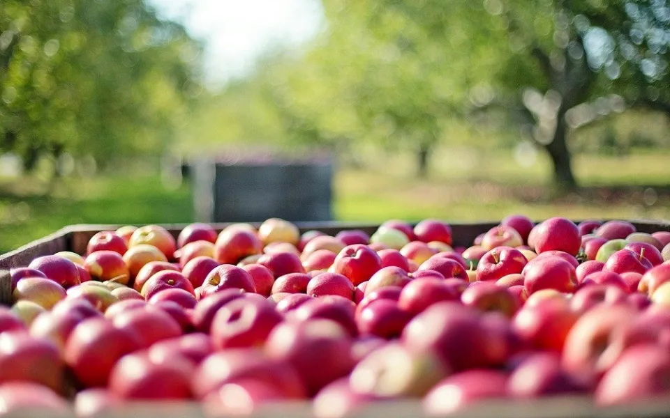 ilustrační foto