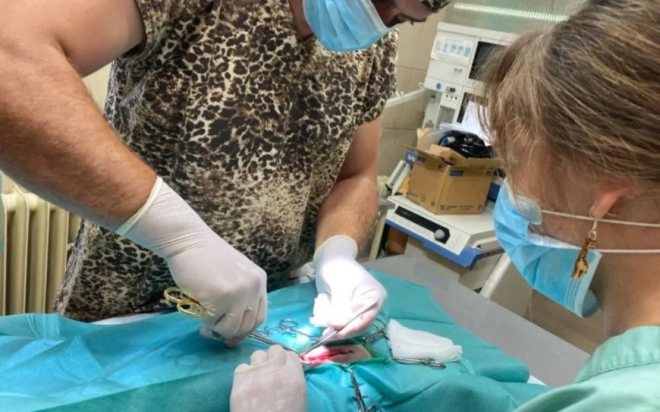 Jedno ze tří nedávno narozených lvíčat muselo na operaci. Po zákroku je v pořádku zpět u maminky