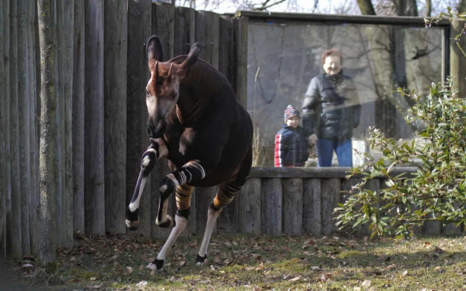 Safari Park oslaví Světový den okapi. Poprvé v historii bez návštěvníků, pouze online