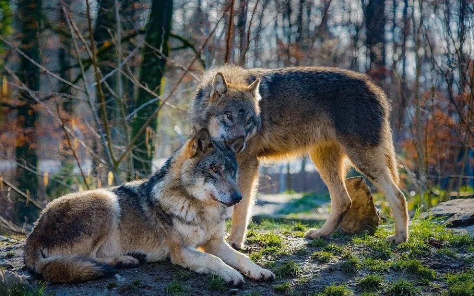 ilustrační foto