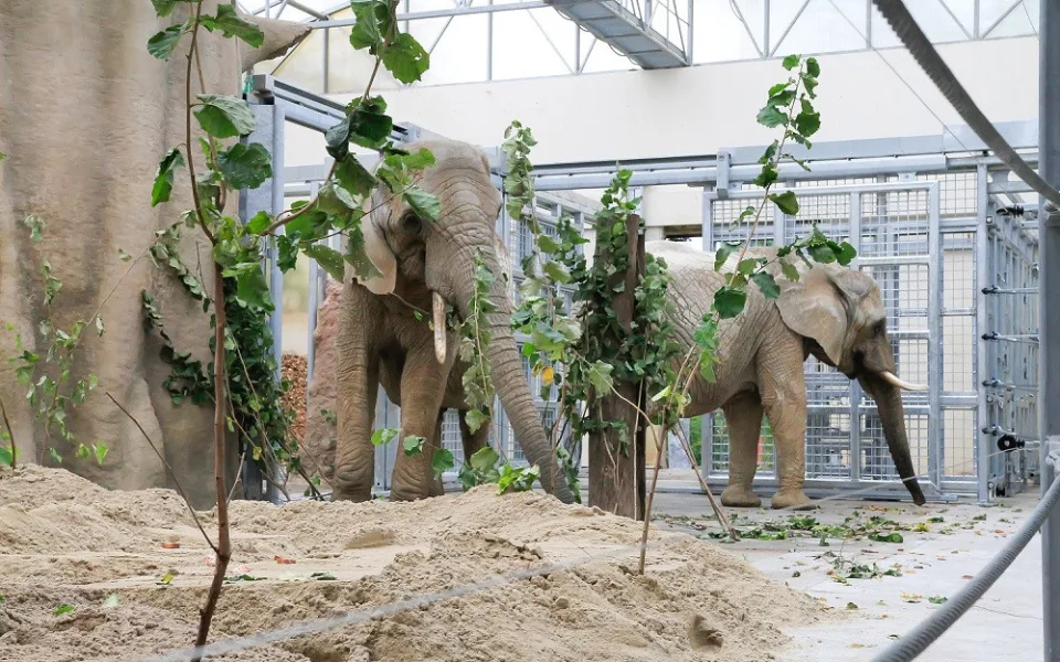 Saly a Umba v novém výběhu v zoo ve Dvoře Králové nad Labem