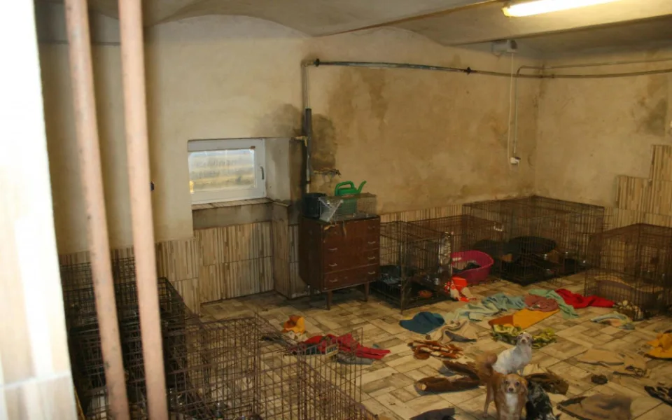 Policie zabavila majitelce sedm desítek psů. Zvířata žila v otřesných podmínkách