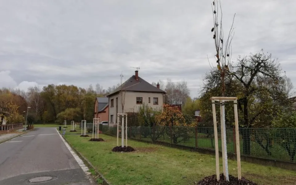 Vysazené stromy v Heydukově ulici