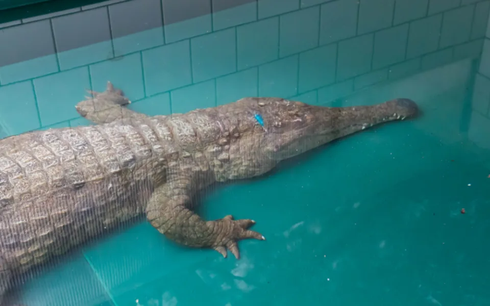 Samice vzácného krokodýla štítnatého
