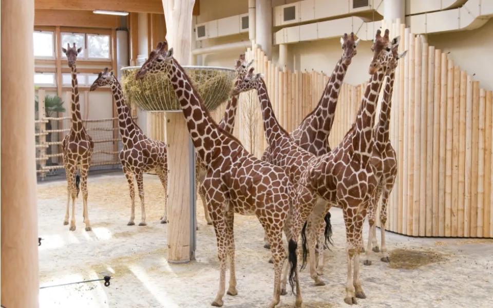Prostřednictvím Safari Parku můžete své oblíbené zvíře pozvat na sváteční oběd