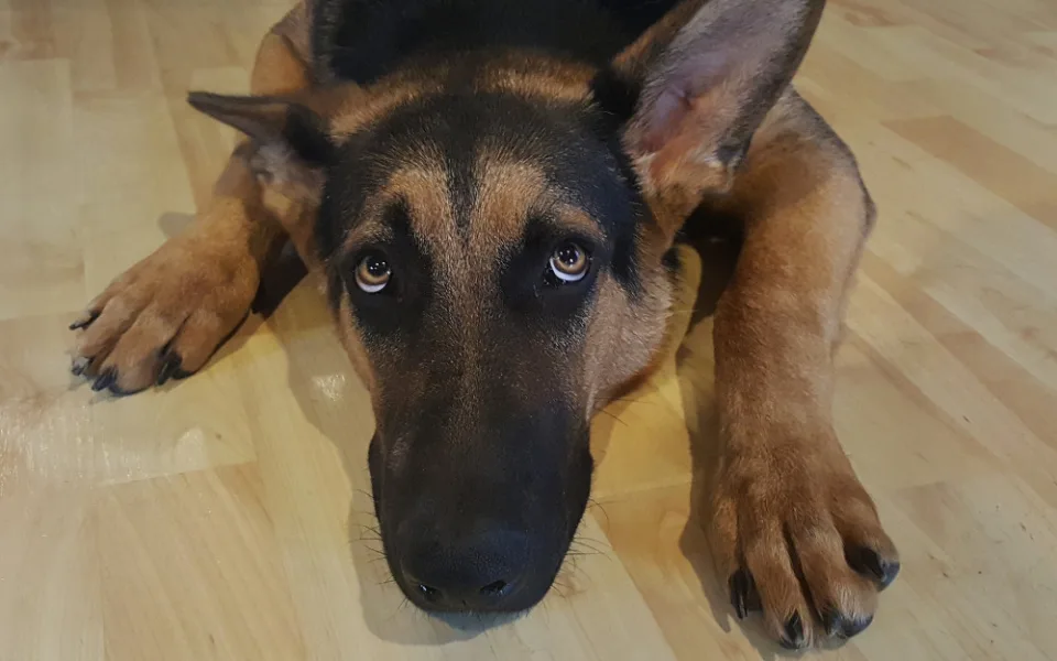 Na Silvestra hlavně zachovejte klid a kvůli petardám nevyvádějte, radí veterinářka