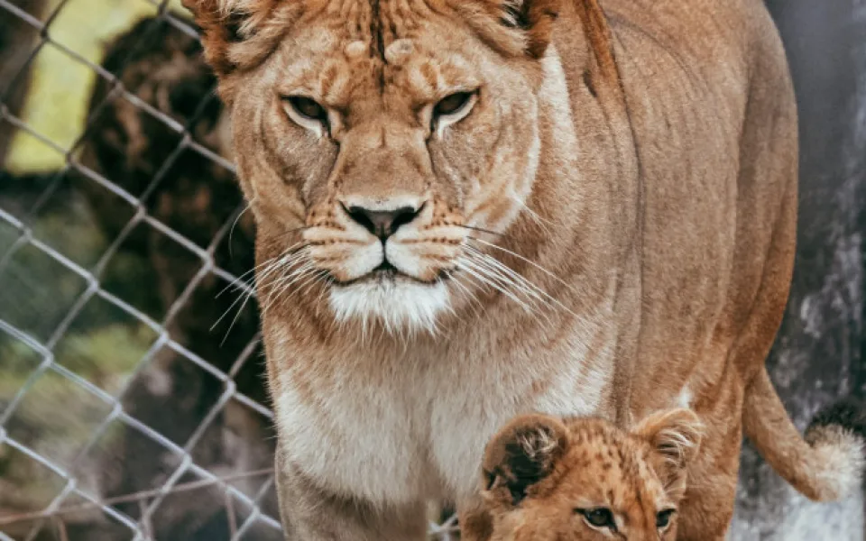 Safari Park během pandemie přišel o 30 milionů korun. I tak se letos narodilo 630 mláďat