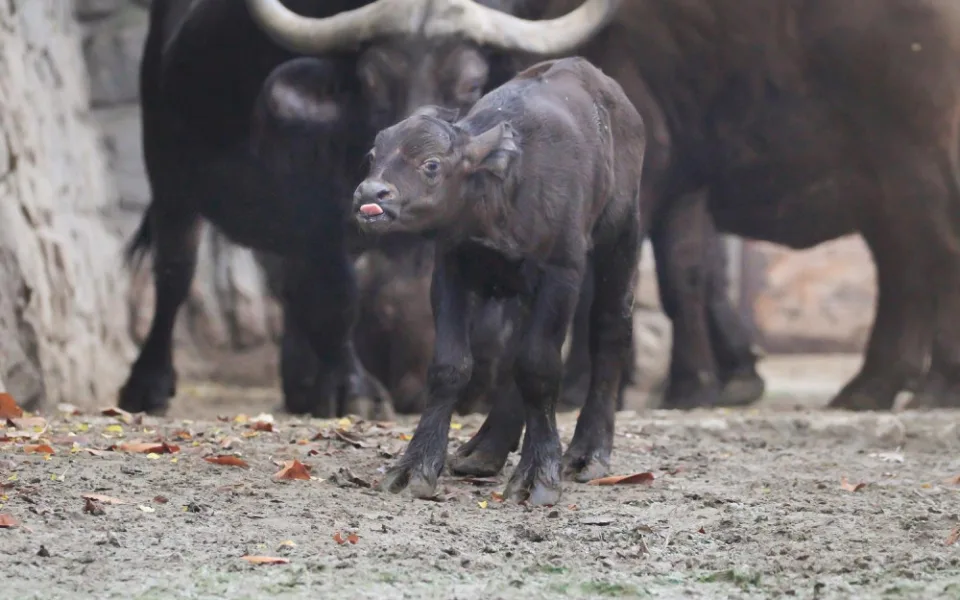 V Safari Parku se narodilo první mládě roku 2021. Je jím samec buvola kaferského