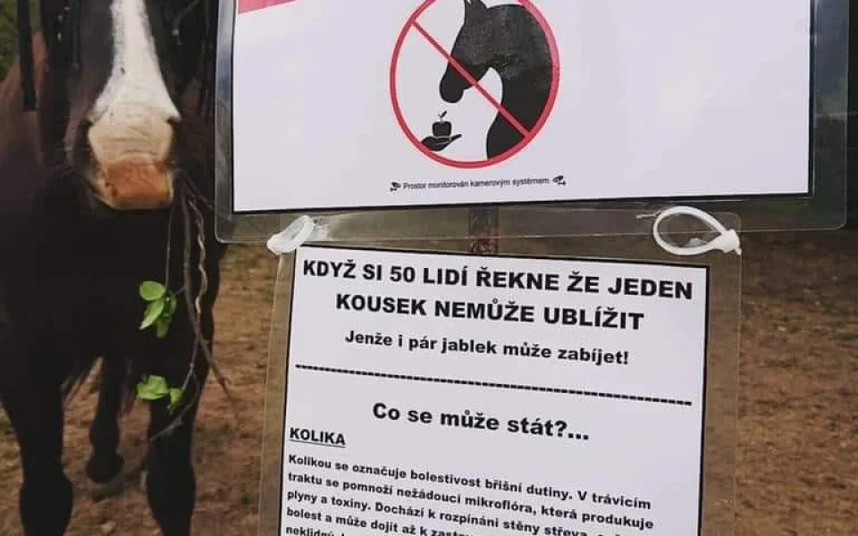 Cizí koně se nekrmí, ale je to marný, zlobí se chovatelé. I jablko nebo chleba může zvíře zabít