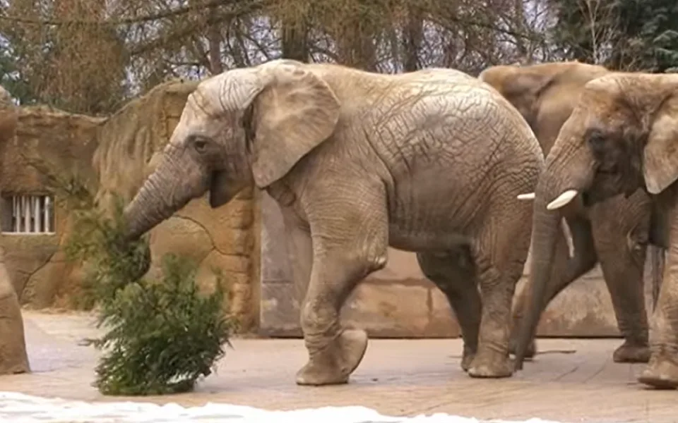 Sloni-zoo-youtube.com safaripark.