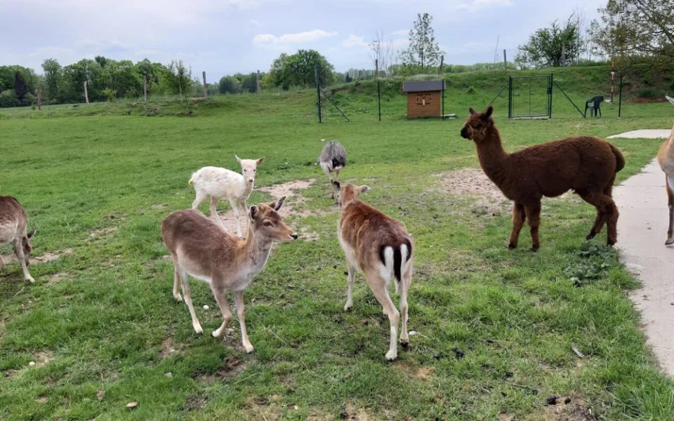 Psi na útěku prokousali plot a pozabíjeli téměř všechna zvířata v hradecké minizoo
