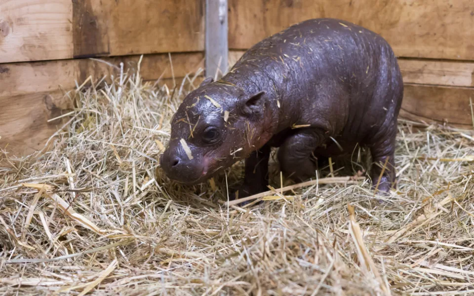 Safari Park slaví další úspěch. Během půl roku se narodilo už druhé mládě hrošíka liberijského