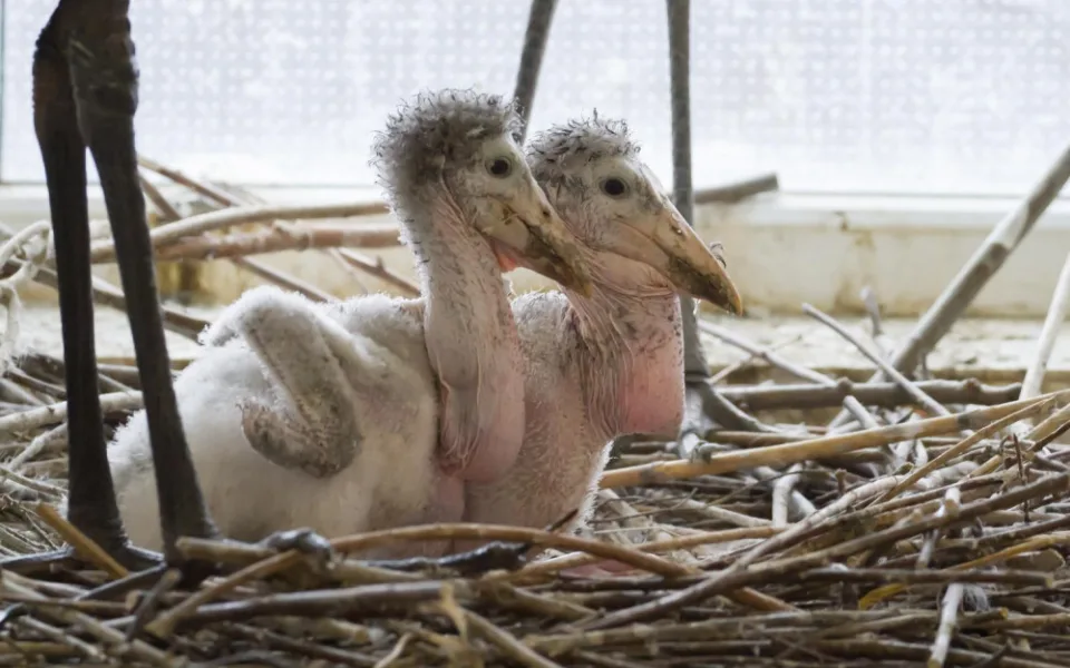 Safari Park má další evropský unikát. Vyrůstají zde čtyři mláďata marabua afrického