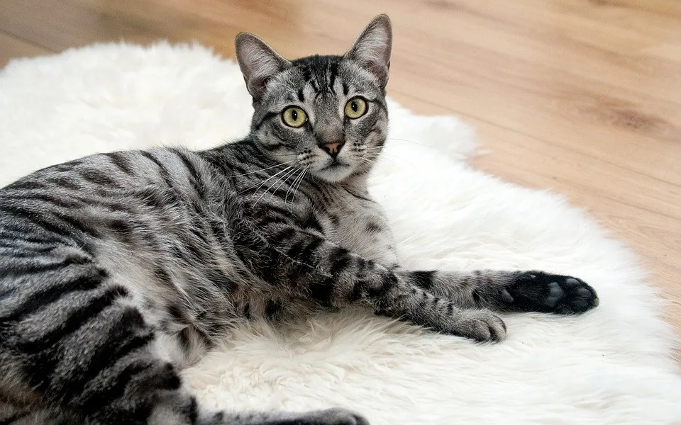 Během pandemie lidé adoptovali kočky, útulky ale budou brzy zase plné