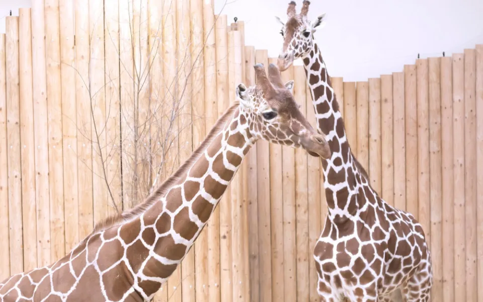 Safari park má nového samce žirafy, přicestoval až z Dánska