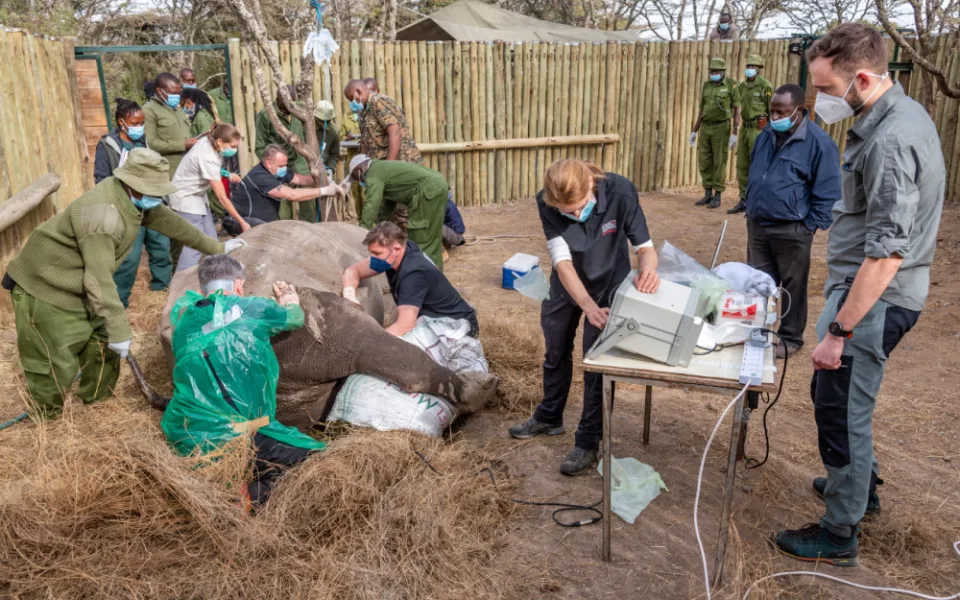 Vědci z východočeské zoo vytvořili další čtyři embrya ohrožených nosorožců. Celkem jich mají devět
