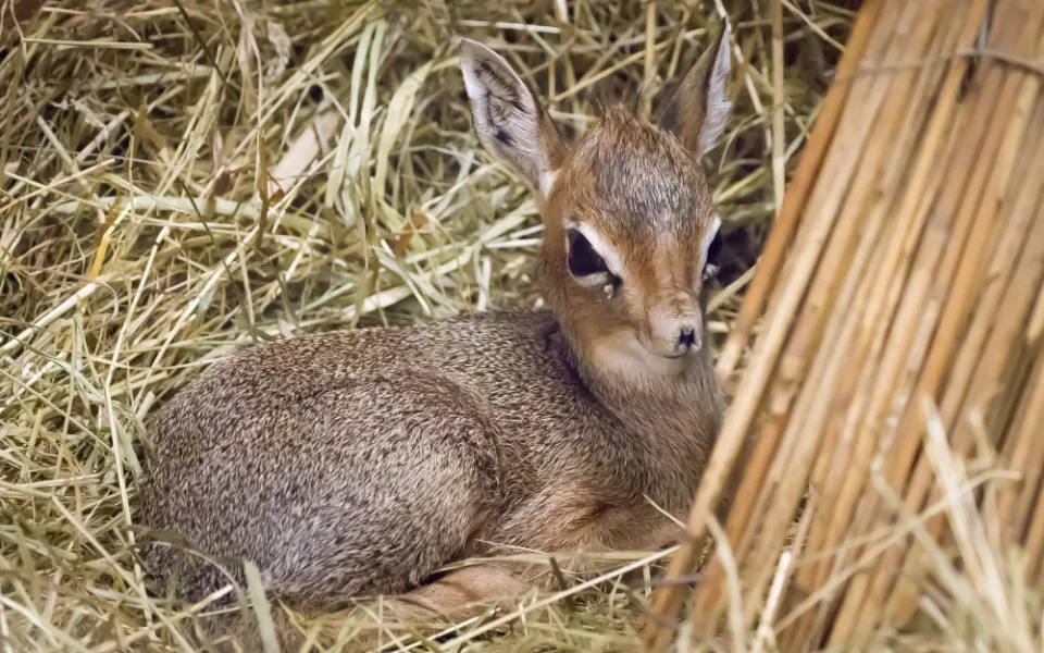 Safari Park má dalšího nováčka. Zahradě se podařilo odchovat antilopu s chobůtkem