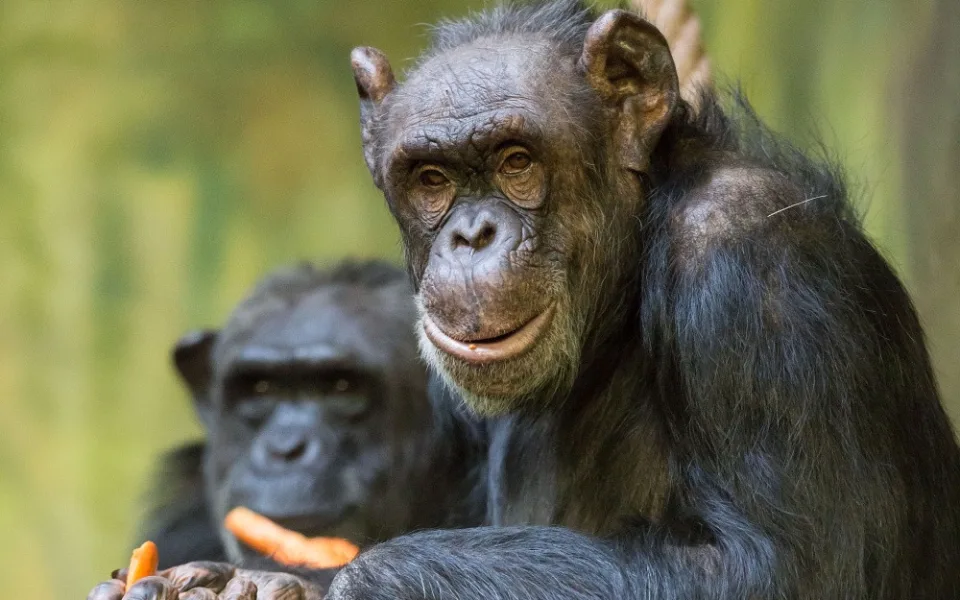Bonnie a Babeta jsou ve dvorské zoologické zahradě už půl století. Výročí oslaví hostinou