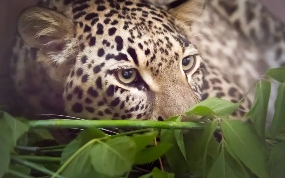 Do Safari Parku dorazila levhartí samice Banu. Má za úkol oživit legendární chov v Podkrkonoší