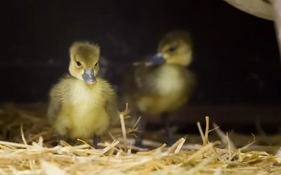 Dvorská zoologická zahrada rozmnožila agresivní pižmovky. Na světě se to nikomu nepovedlo