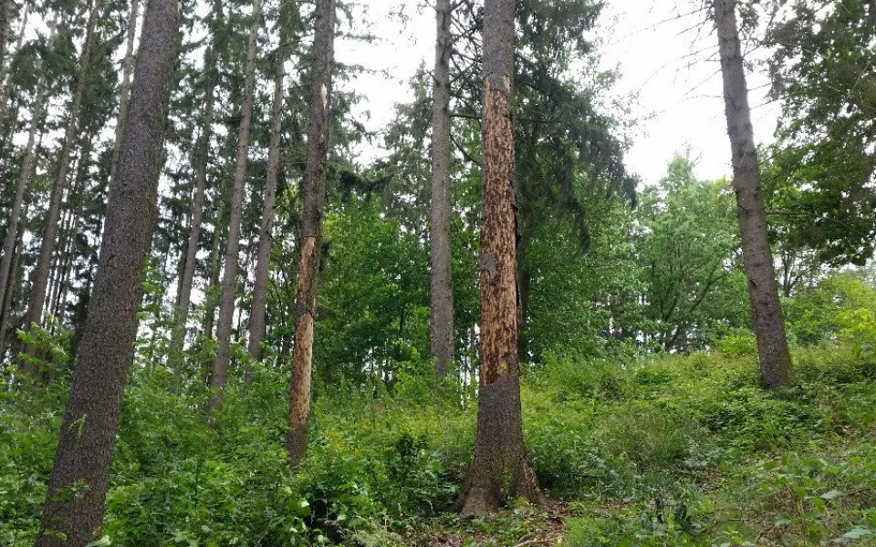 Les zasažený kůrovcem u Dvora Králové nad Labem