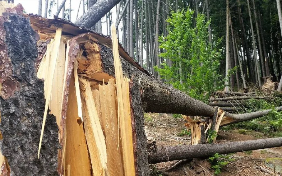 Odklízení poničeného dřeva v Krkonoších komplikuje počasí. Práce potrvají minimálně do zimy