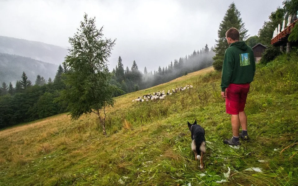 Z ajťáka farmářem. Jeroen Aerts odešel z kanceláře, teď pase ovce v Krkonoších