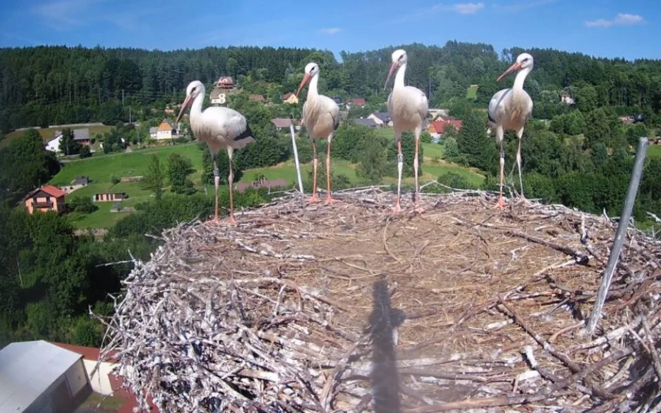 Čápi Bohuslavice 02