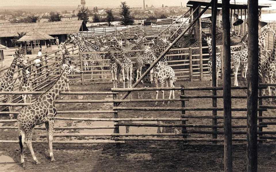 O víkendu slaví Safari Park narozeniny. Zoologická zahrada funguje 75 let