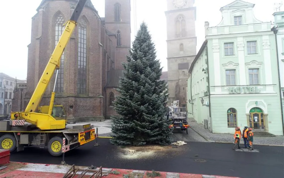 Nemáte na zahradě hezký smrk? Hradec hledá vánoční strom