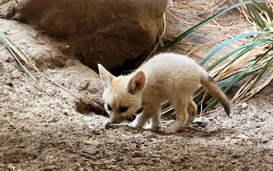 Safari Park má nová čtyřčata fenků. Matka se před porodem schovala do nory, ven začíná vylézat až nyní