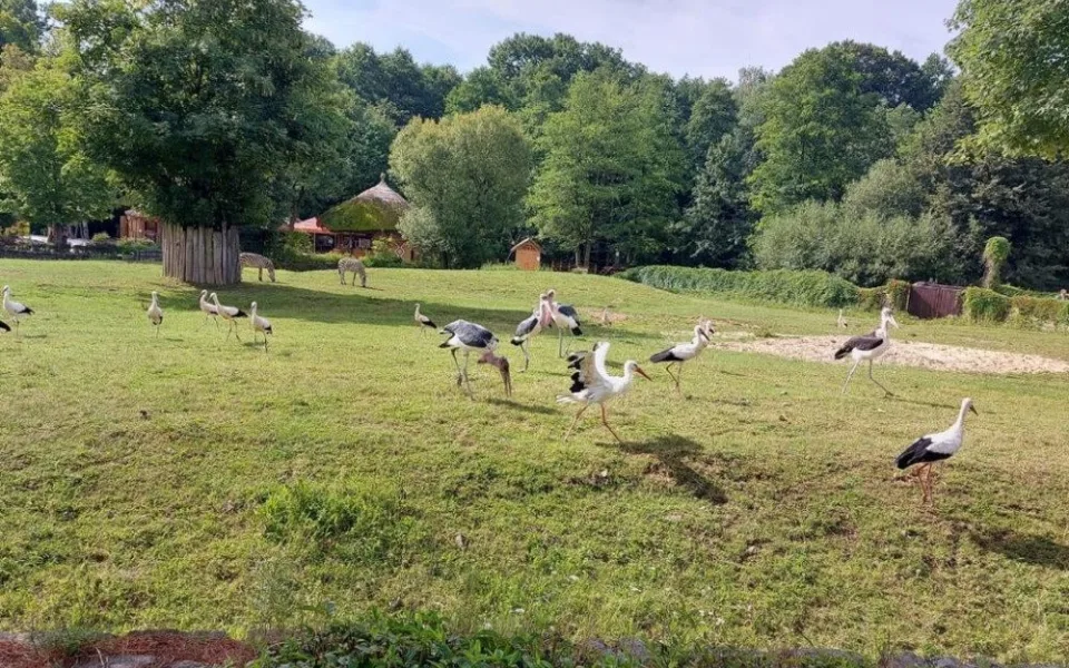 U Dvora Králové nad Labem může vzniknout oáza pro čápy. Rozhodnou hlasy veřejnosti