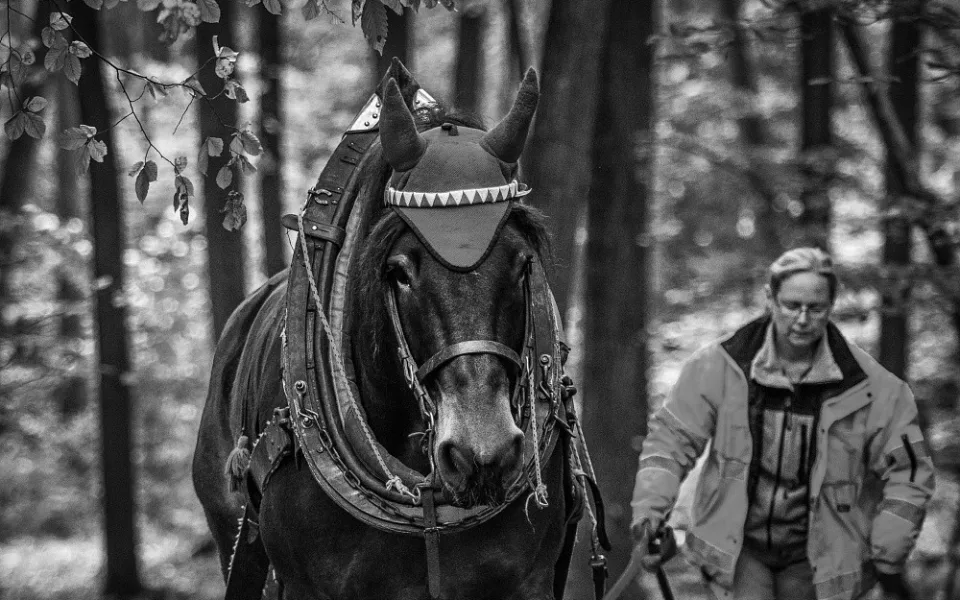 Do lesa ji přivedla láska ke koním a přírodě. Koňáků stahujících dřevo ale ubývá, říká Veronika Králová