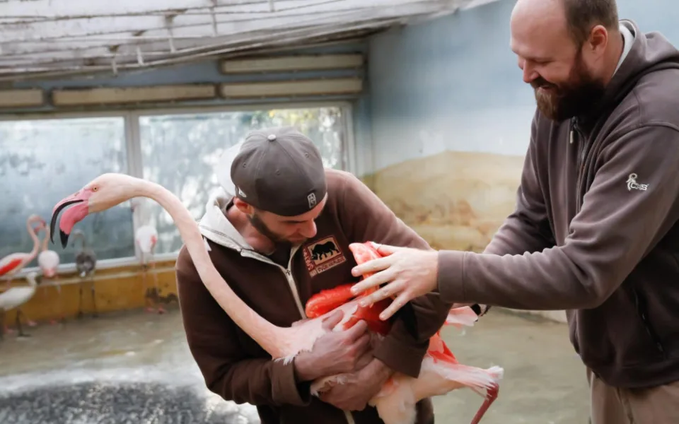 Zoologická zahrada zažila velké stěhování. Stovka růžových plameňáků má nový domov