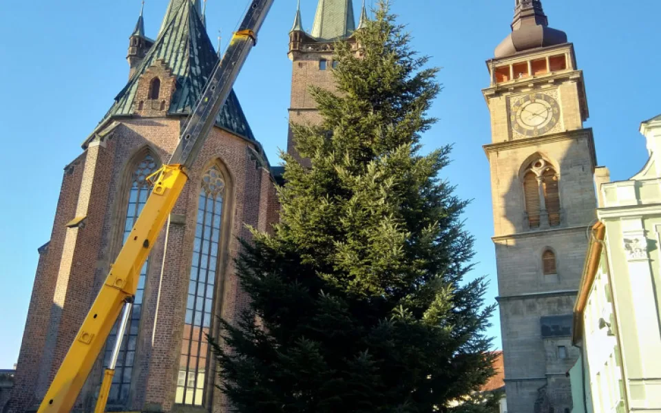 Hradec Králové má své vánoční stromy. Stojí na Velkém a Masarykově náměstí