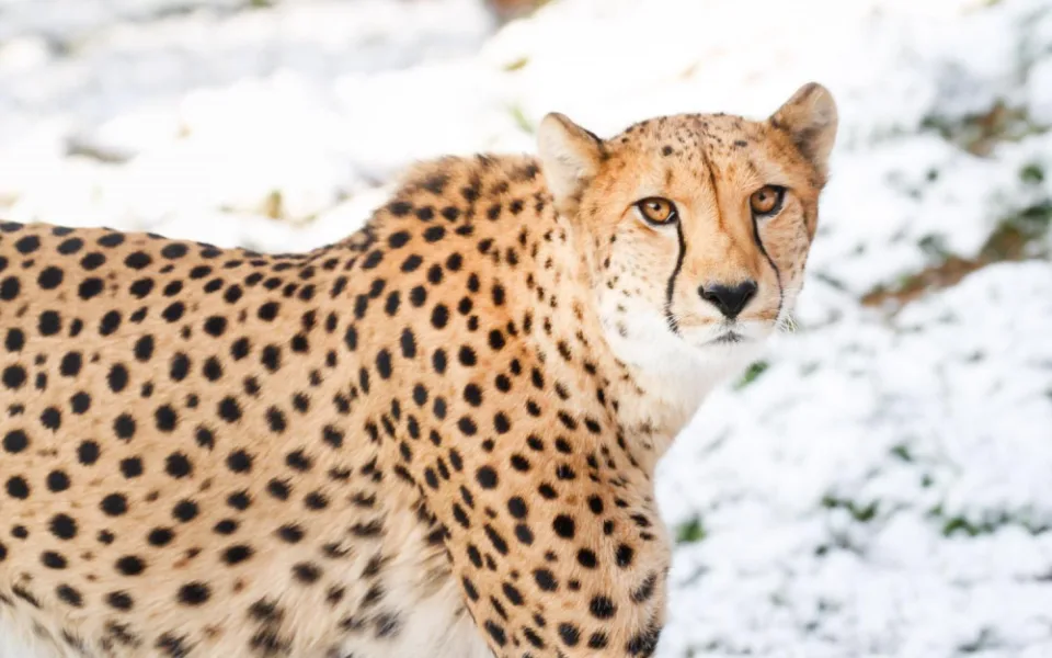 Safari Park ve Dvoře Králové zahajuje vánoční sezonu. Upraví cenu vstupného i otevírací dobu