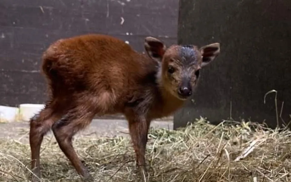 V Safari Parku se narodila jedna z nejmenších antilop, kterou můžeme v zahradách vidět. Jmenuje se Kaja