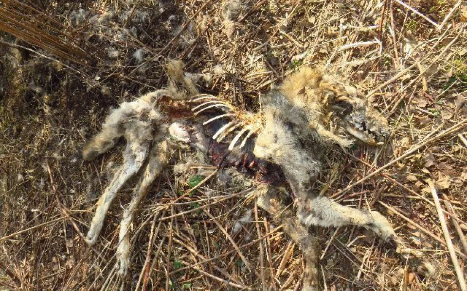 Vlka nalezeného u Heřmánkovic na Broumovsku zřejmě někdo postřelil