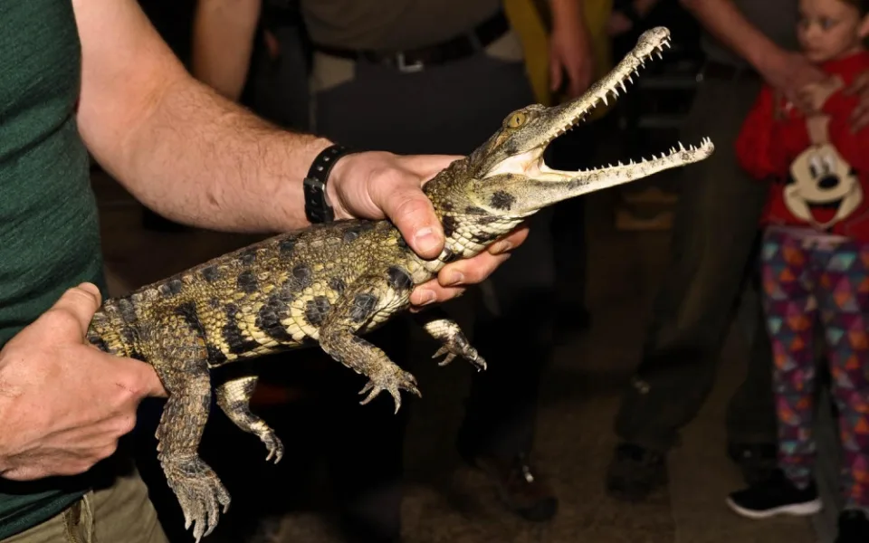Safari Park získal trojici kriticky ohrožených krokodýlů. Chová je poprvé ve své historii
