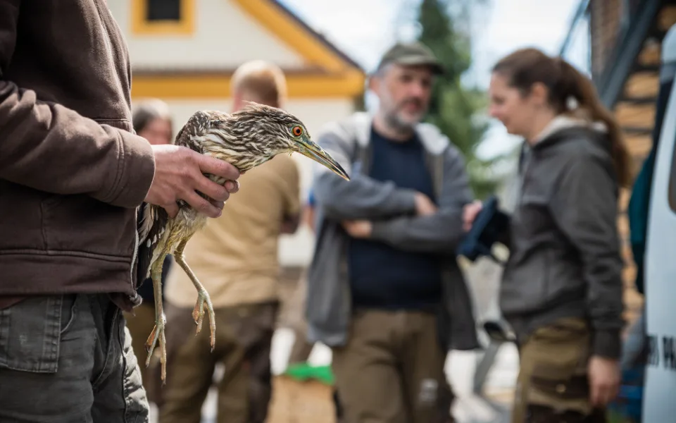 Pracovníci Safari Parku vypustili na jihu Čech čtveřici kvakošů. Domov najdou v místní zahradě