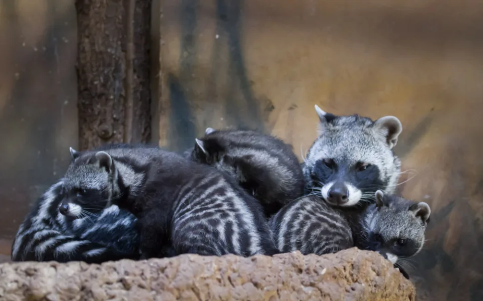 Safari Park přivítal nová mláďata. Zahradě se podařilo odchovat čtyři malé cibetky africké