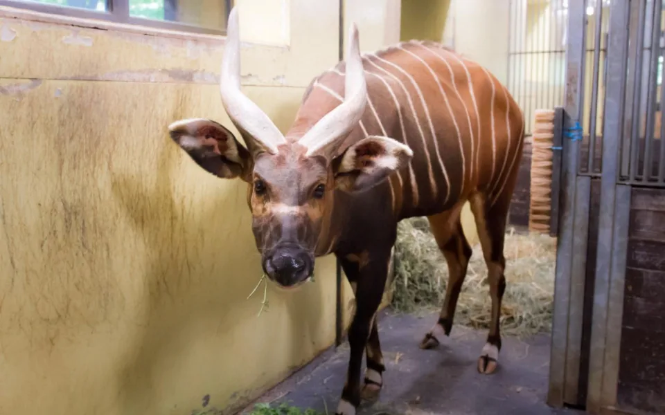 Safari park má nového samce bonga horského. Má pomoct s rozmnožením ohroženého druhu
